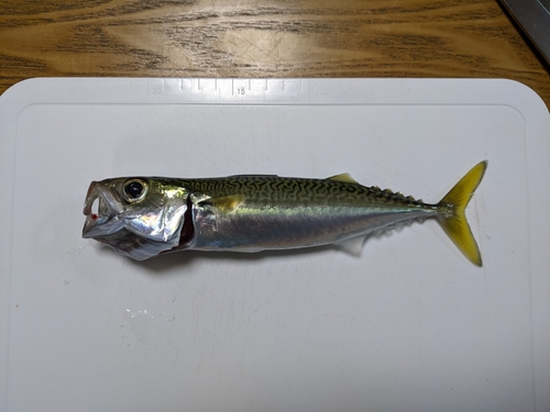 サバの釣果