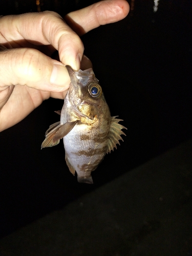 シロメバルの釣果