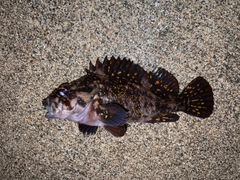 オウゴンムラソイの釣果