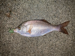 ウミタナゴの釣果