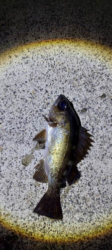 メバルの釣果