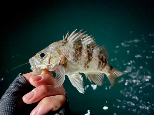 メバルの釣果