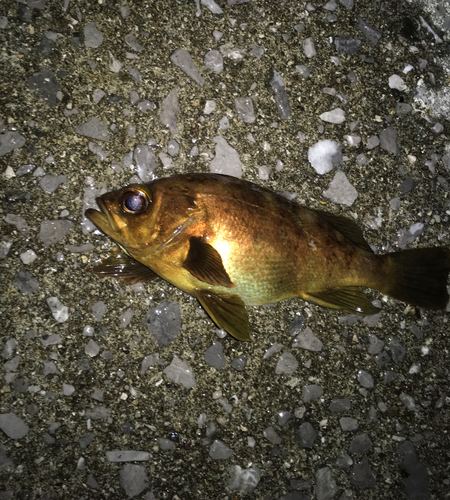 メバルの釣果