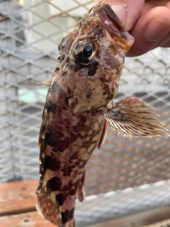 カサゴの釣果