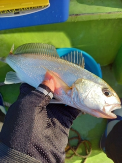 シログチの釣果