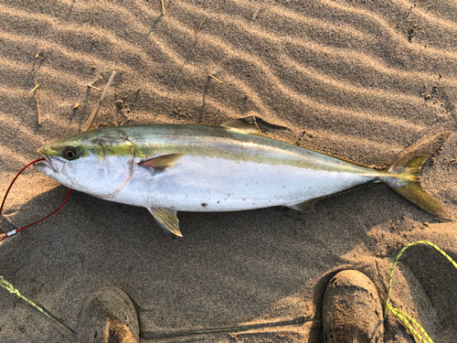 ワラサの釣果