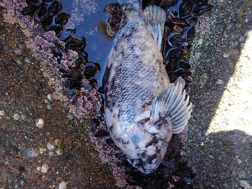 アオソイの釣果