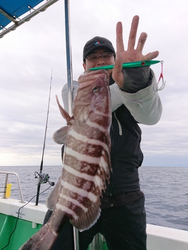 マハタの釣果