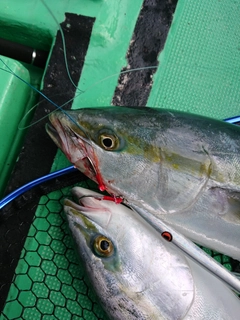 ヤズの釣果