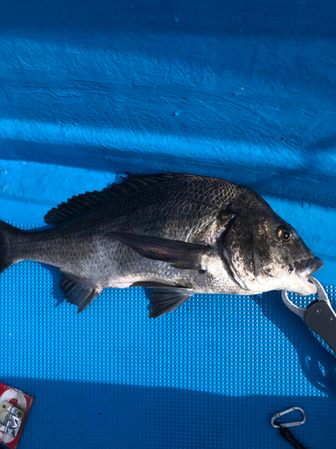 チヌの釣果