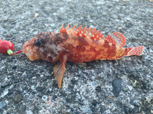 カサゴの釣果