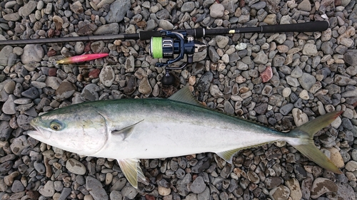 ブリの釣果