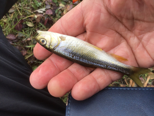 カワムツの釣果