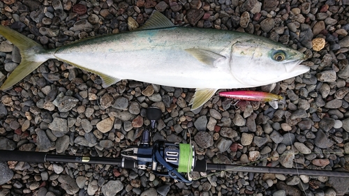 メジロの釣果