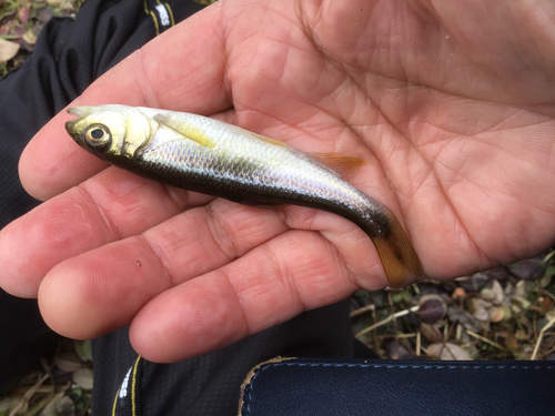 カワムツの釣果