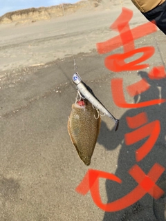 シタビラメの釣果