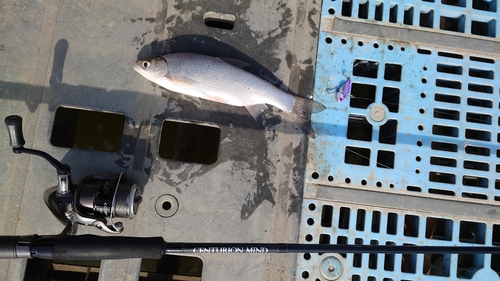 ニゴイの釣果