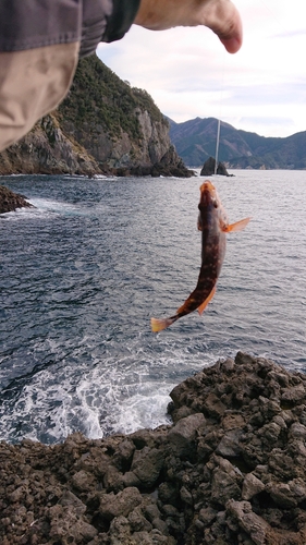 アカササノハベラの釣果