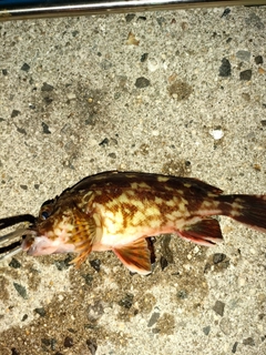 カサゴの釣果