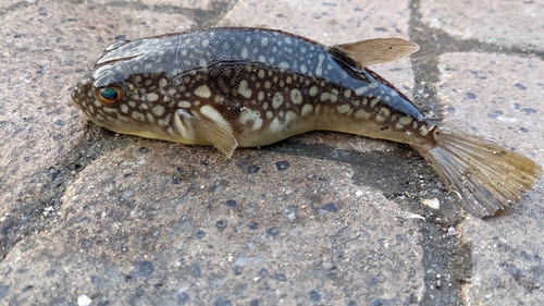 クサフグの釣果