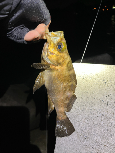 メバルの釣果