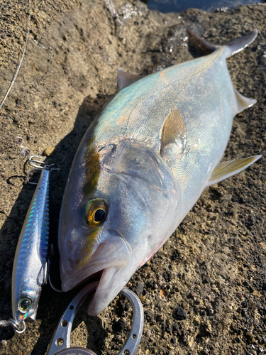 ショゴの釣果