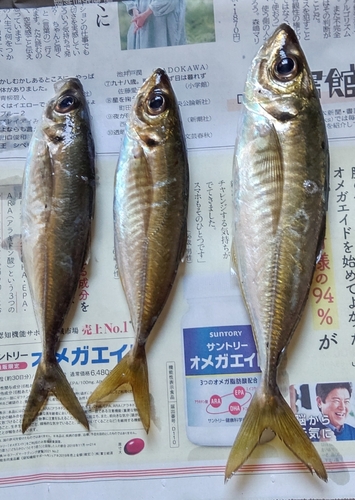 アジの釣果