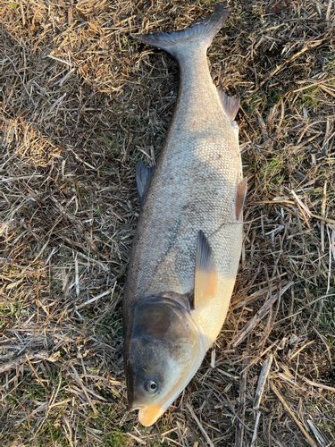 ハクレンの釣果