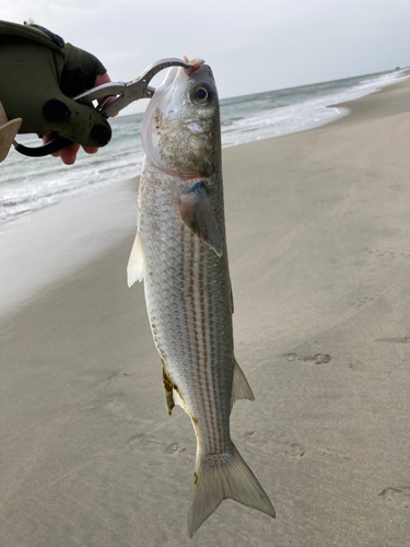 ボラの釣果