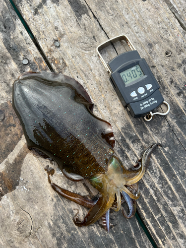 アオリイカの釣果