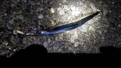 タチウオの釣果