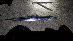 タチウオの釣果