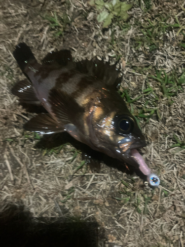 アカメバルの釣果