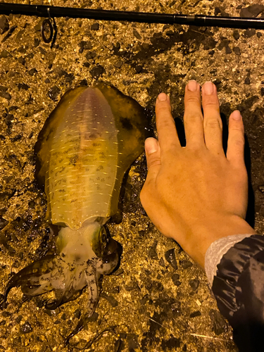 アオリイカの釣果