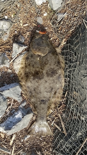 釣果