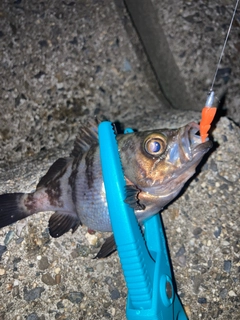 シロメバルの釣果