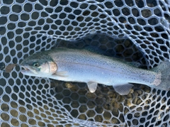 ニジマスの釣果