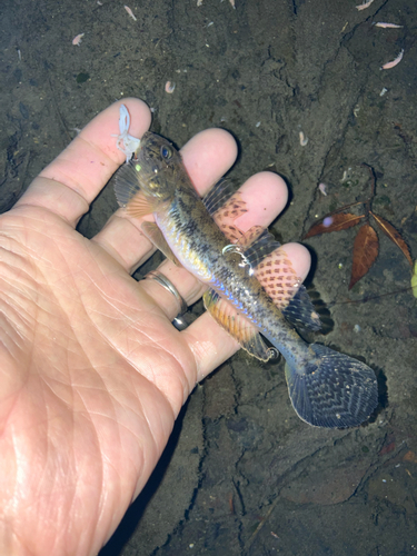 マハゼの釣果