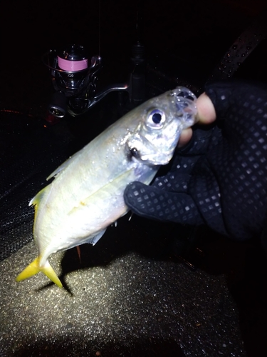 マアジの釣果