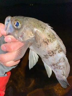 メバルの釣果