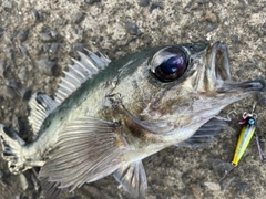 アオメバルの釣果