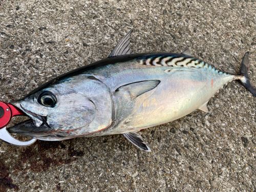 カツオの釣果