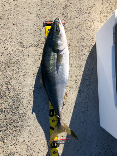 ワラサの釣果