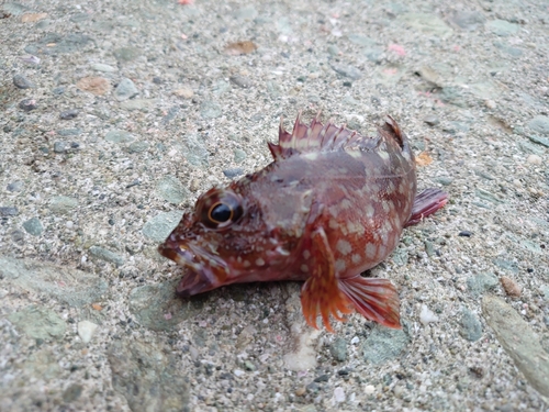 アラカブの釣果