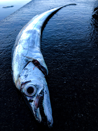 タチウオの釣果