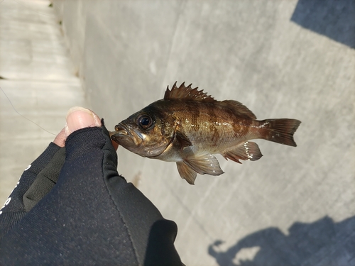 メバルの釣果