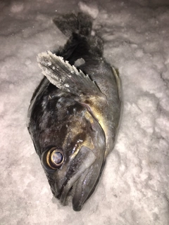 クロソイの釣果