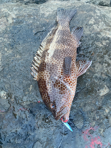 オオモンハタの釣果