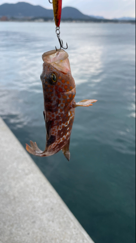 キジハタの釣果