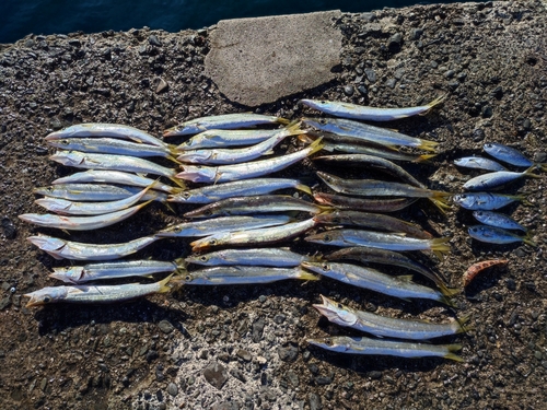 カマスの釣果